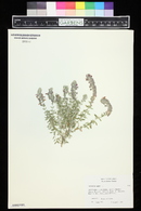 Teucrium marum image