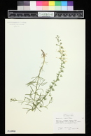 Image of Teucrium pseudochamaepitys