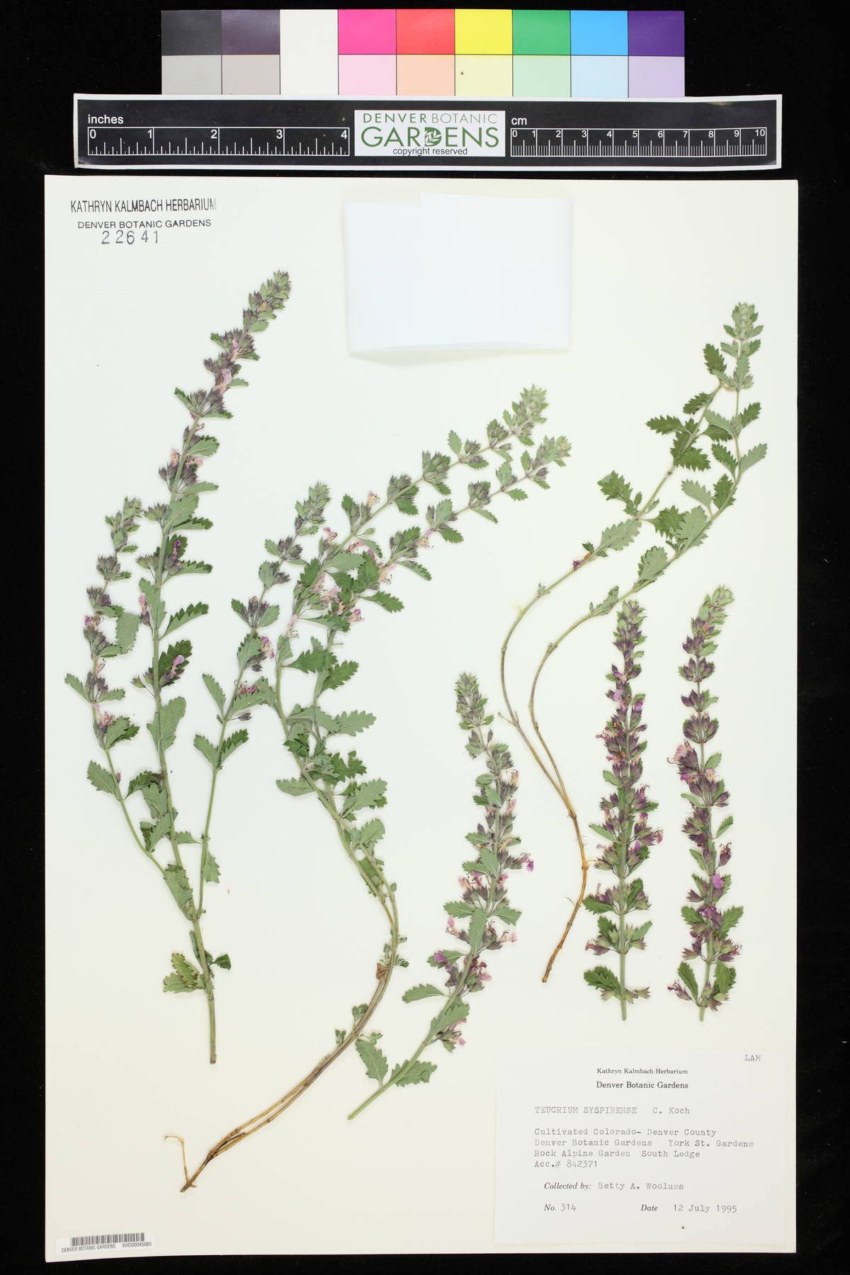 Teucrium chamaedrys subsp. syspirense image