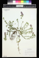 Image of Thymus comosus
