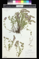 Thymus comosus image