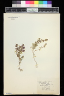 Thymus chamaedrys image