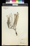 Thymus odoratissimus image