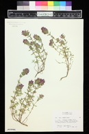 Thymus broussonetii image