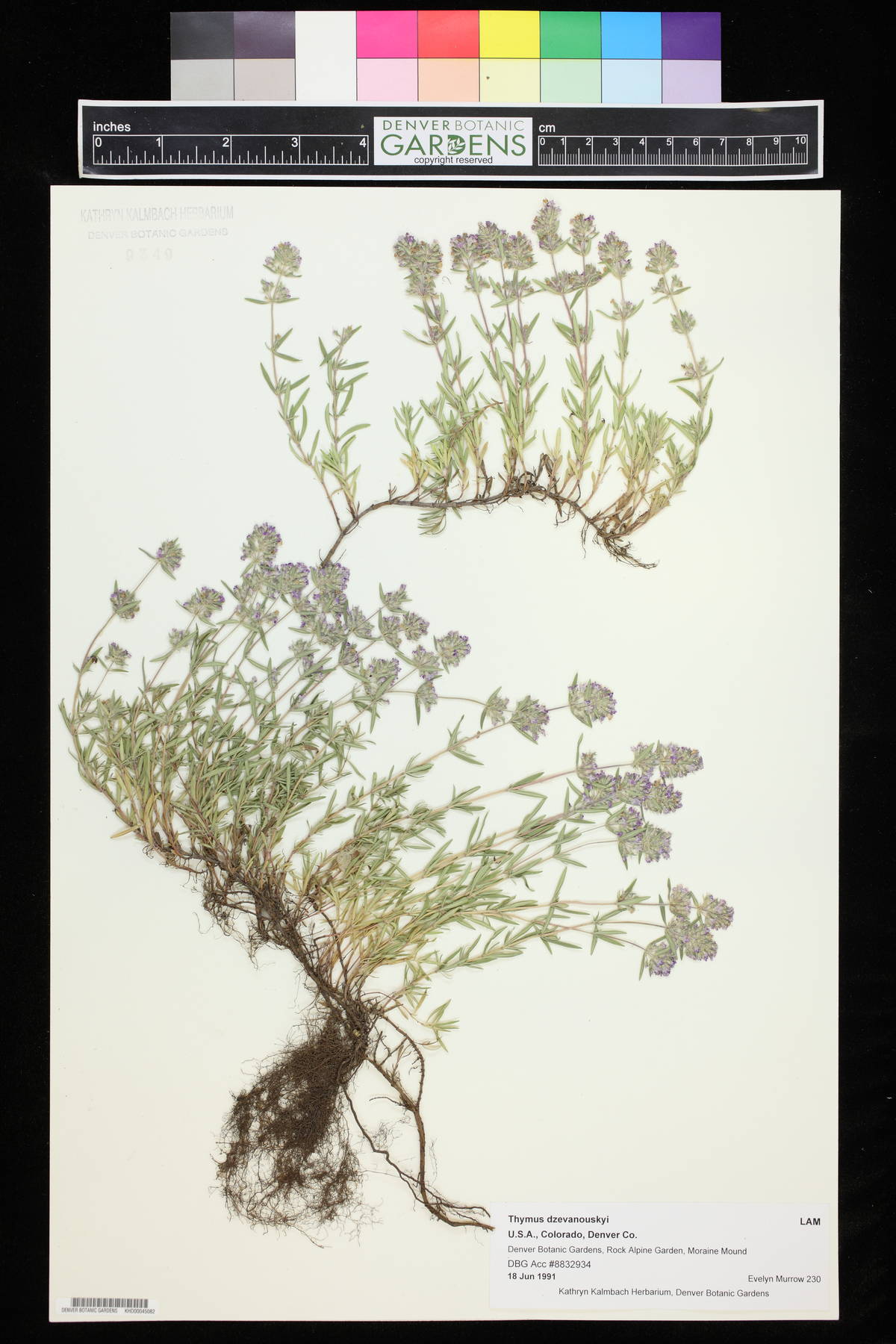 Thymus kosteleckyanus image