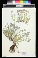 Image of Thymus kosteleckyanus