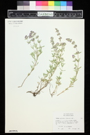 Thymus pallescens image