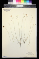 Utricularia gibba image