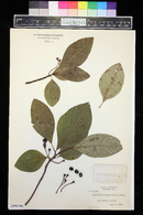 Sassafras albidum image