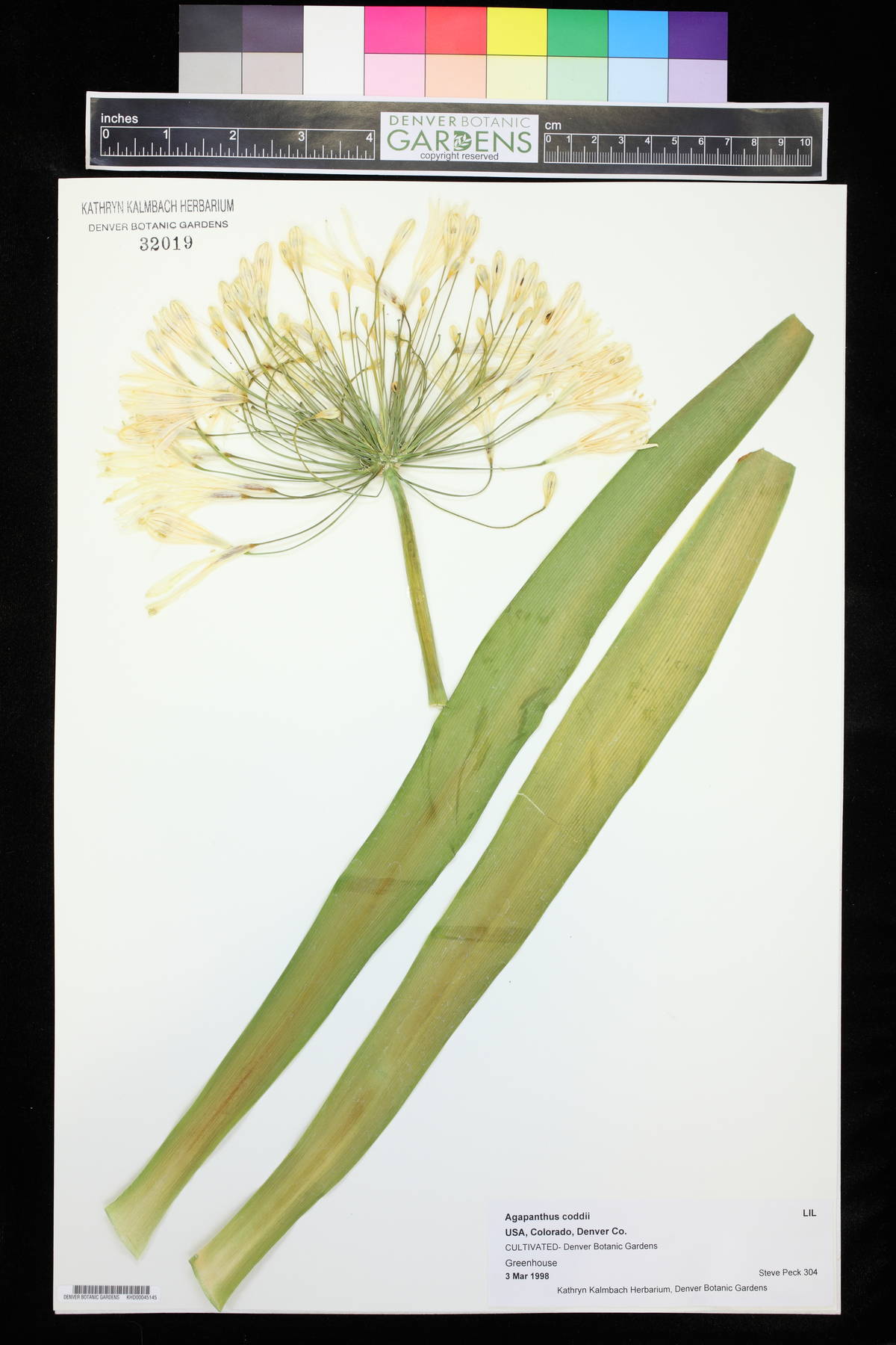 Agapanthus coddii image