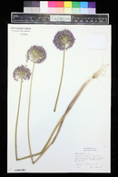 Allium caeruleum image