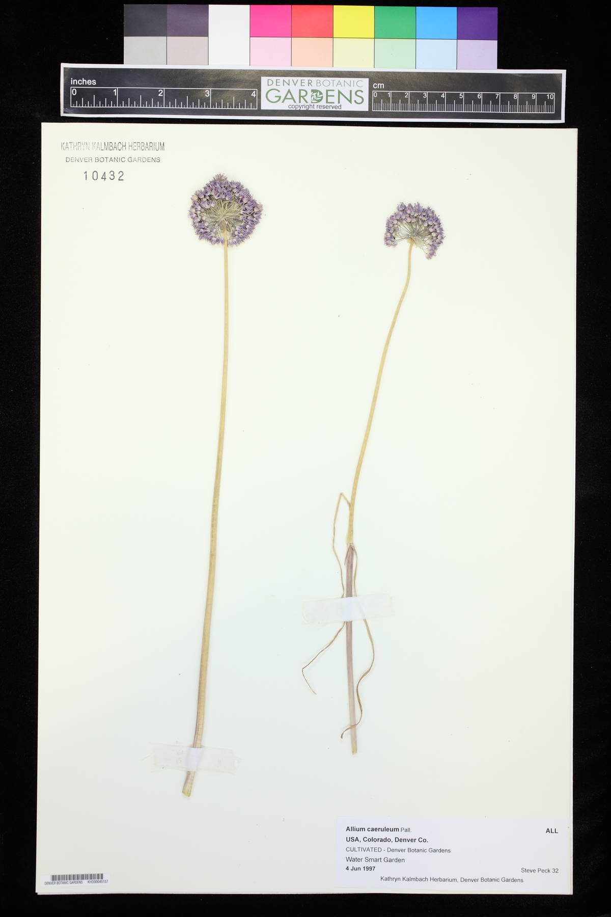 Allium caeruleum image