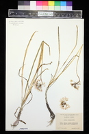 Allium cernuum image