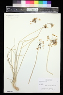 Allium cernuum image