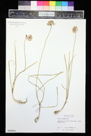 Allium cernuum image