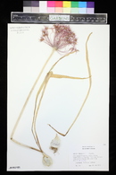 Allium cristophii image