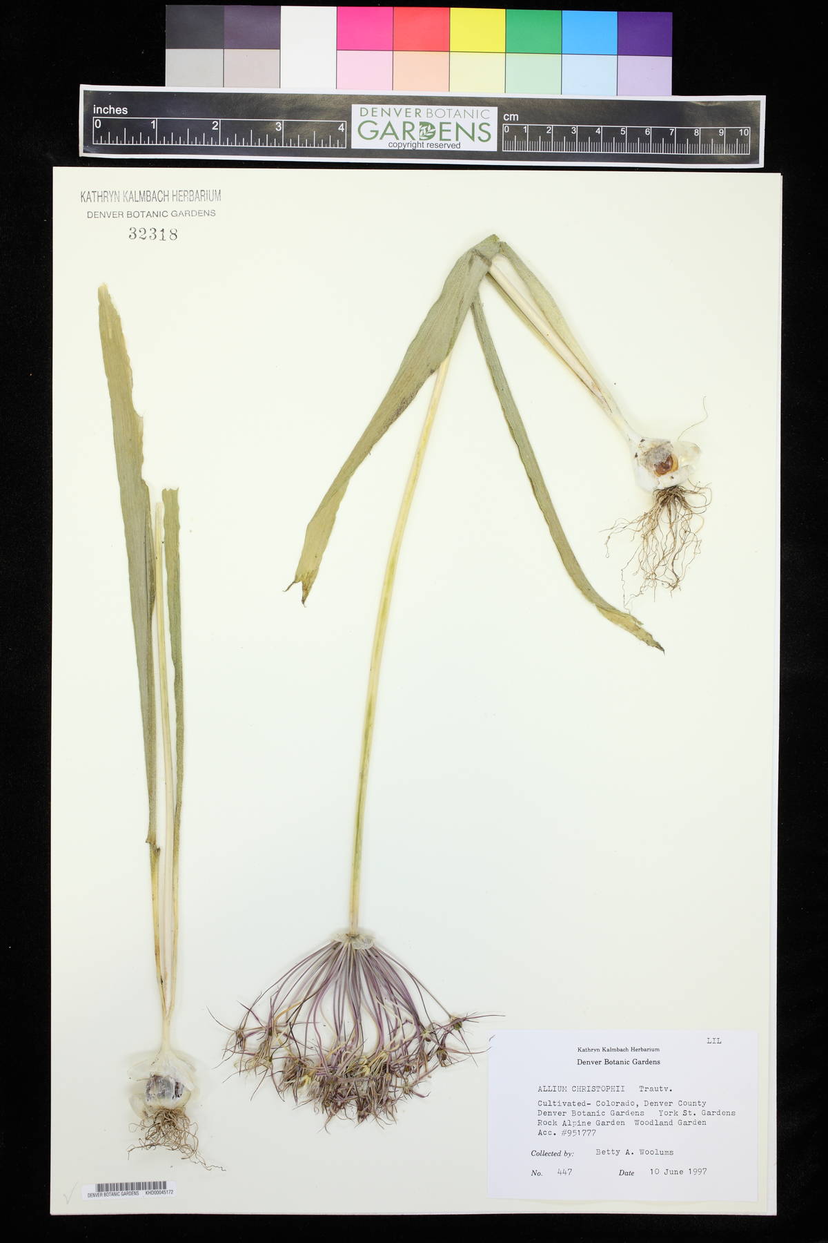 Allium cristophii image