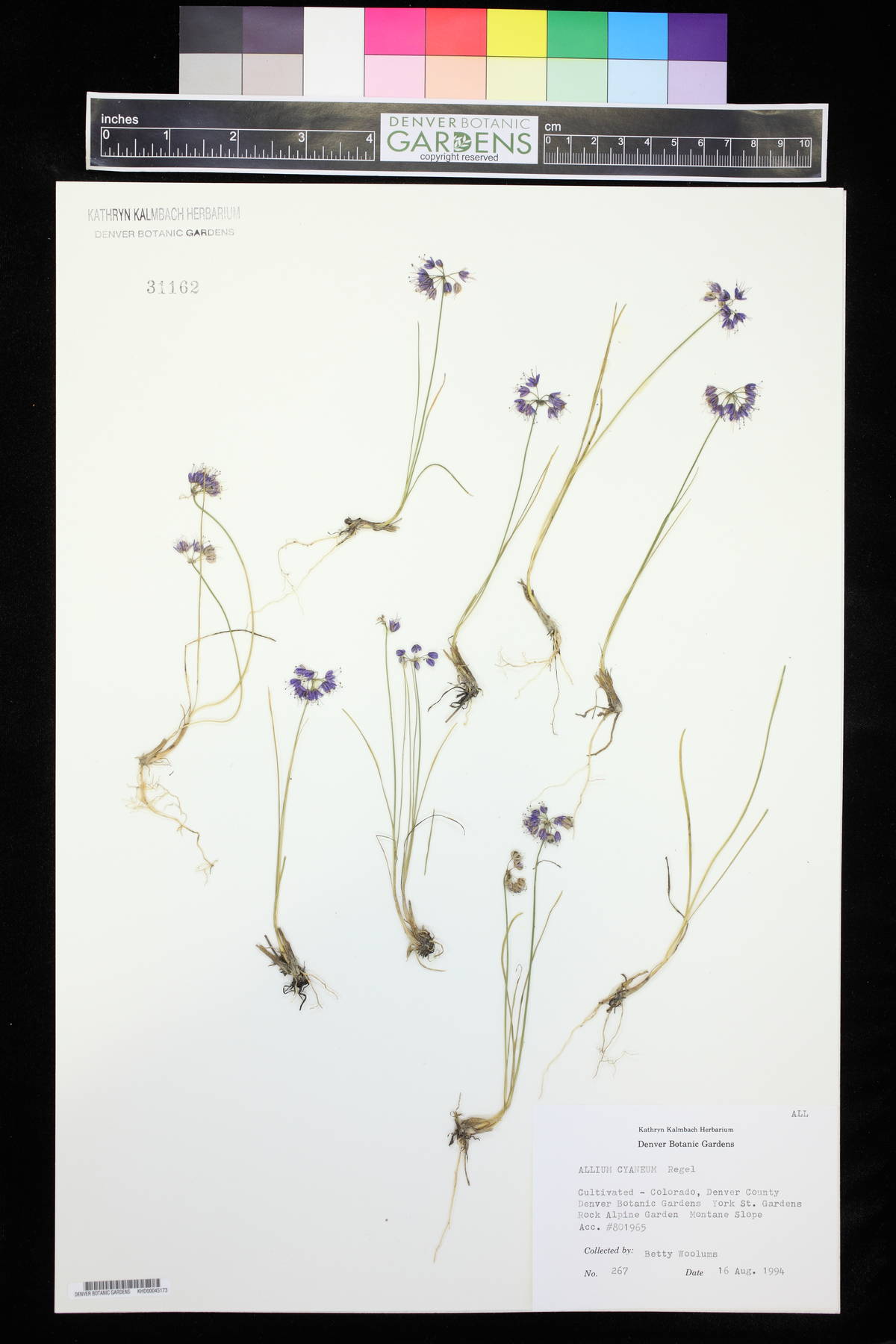 Allium cyaneum image