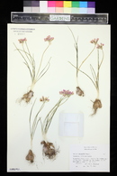 Allium drummondii image