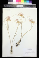 Allium paniculatum image