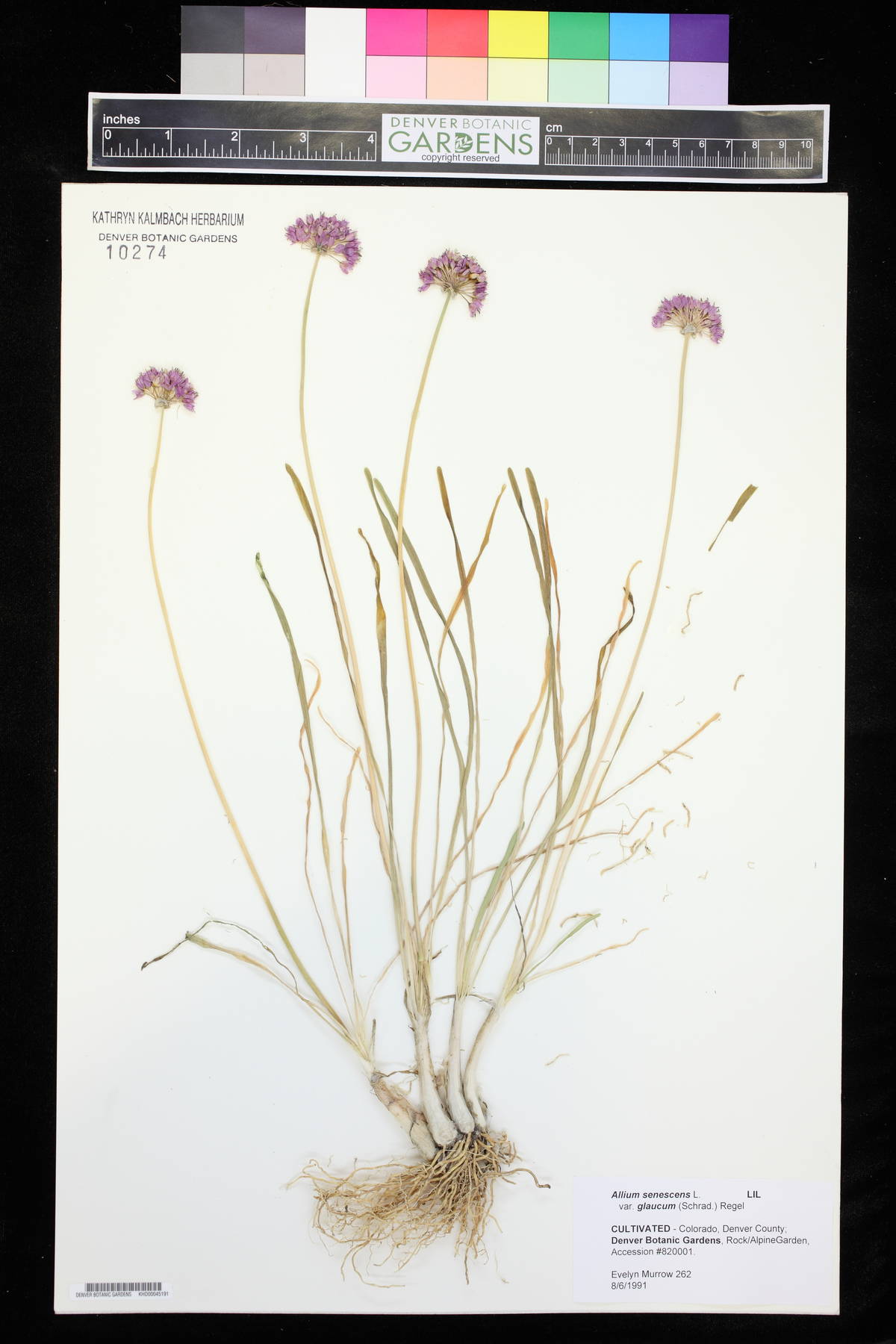 Allium senescens subsp. glaucum image