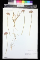 Allium senescens image