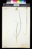 Allium canadense var. mobilense image