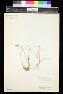 Allium lacunosum image