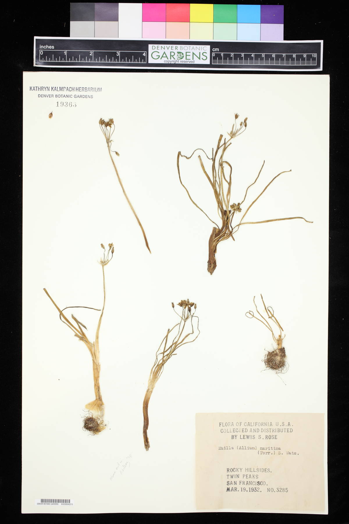 Allium maritimum image