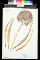 Allium aflatunense image