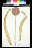 Allium giganteum image