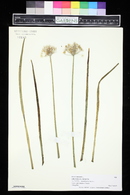 Allium ramosum image