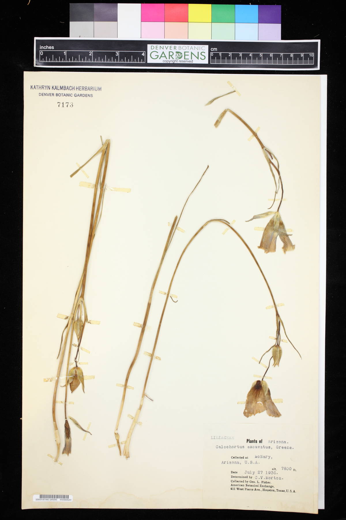 Calochortus excavatus image
