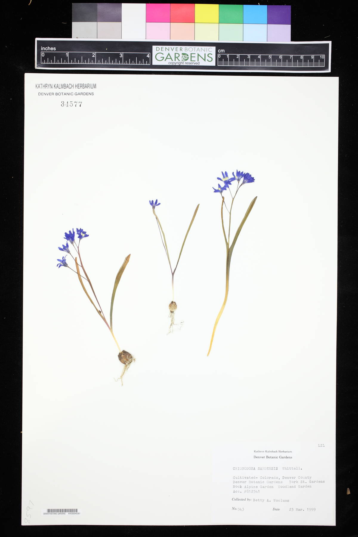 Scilla sardensis image