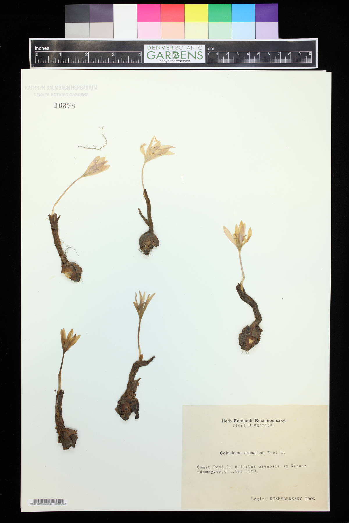 Colchicum arenarium image