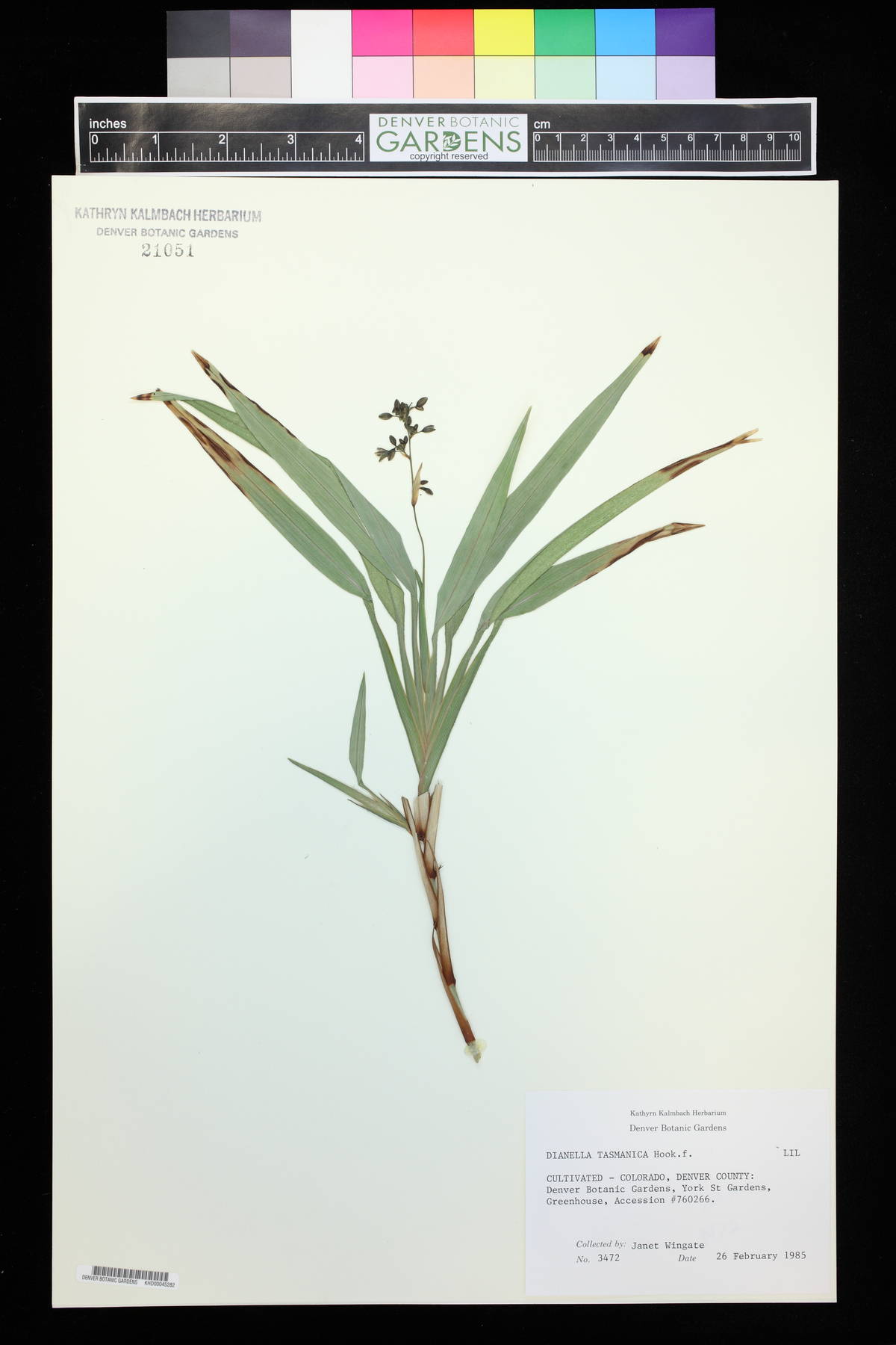 Dianella tasmanica image