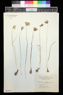 Dichelostemma capitatum image