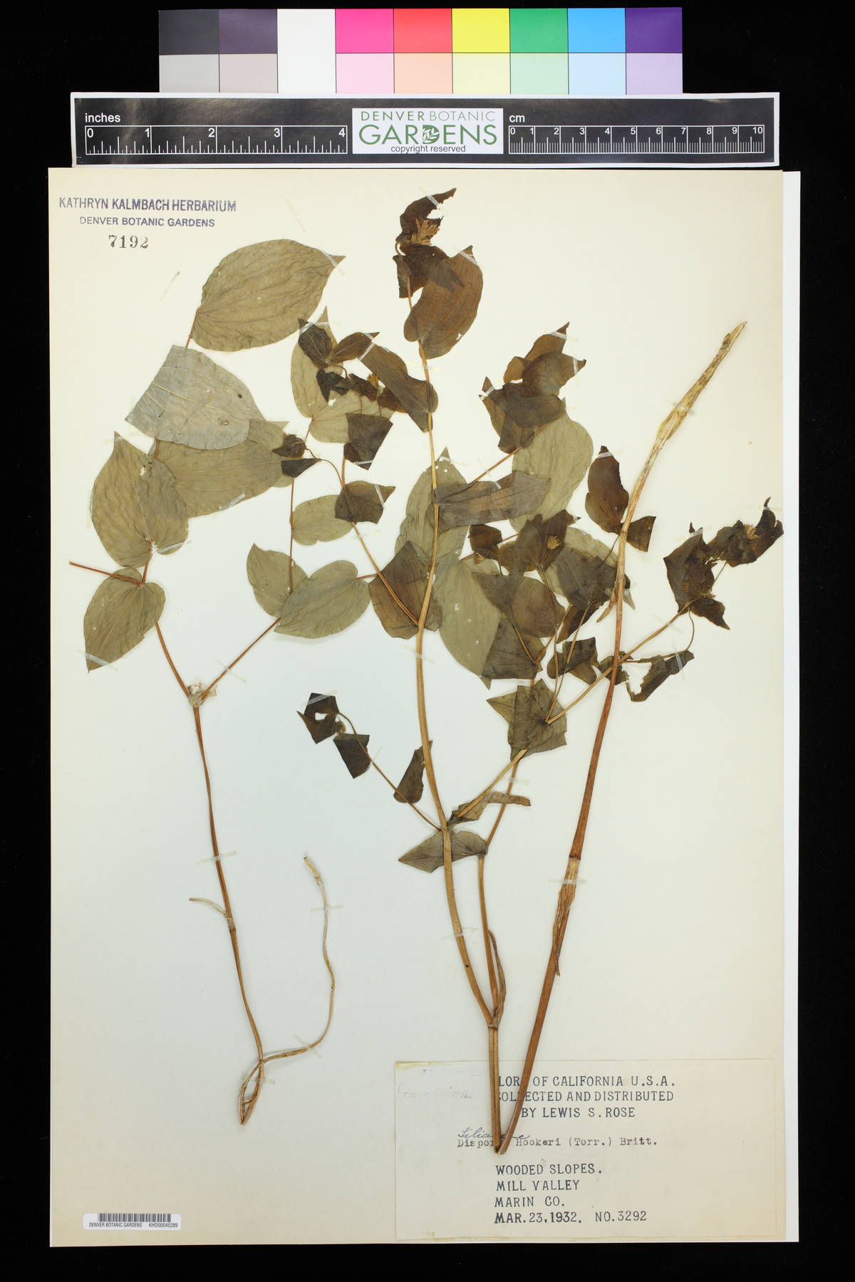 Prosartes hookeri var. hookeri image