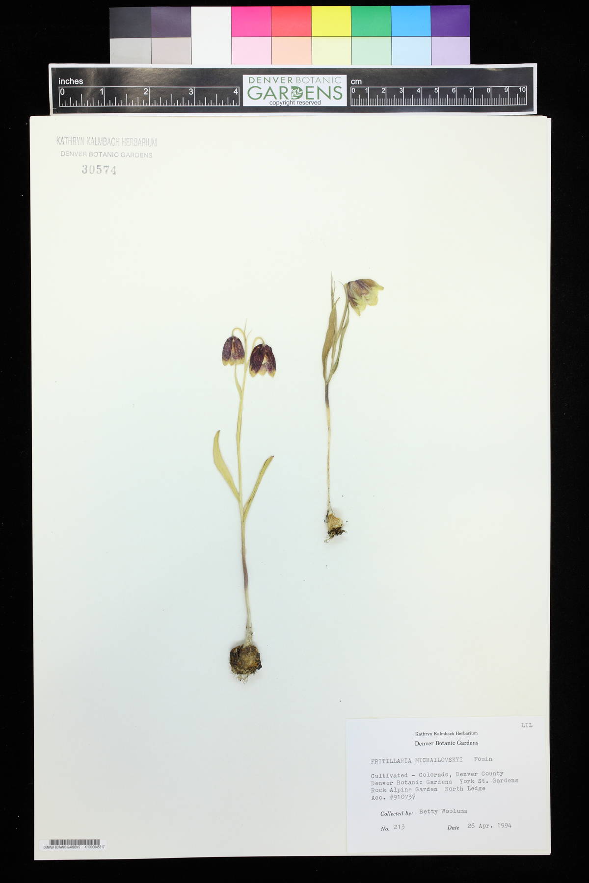 Fritillaria michailovskyi image
