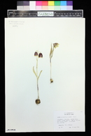 Image of Fritillaria michailovskyi