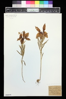 Lilium umbellatum image