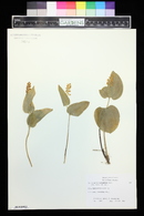 Maianthemum canadense var. interius image