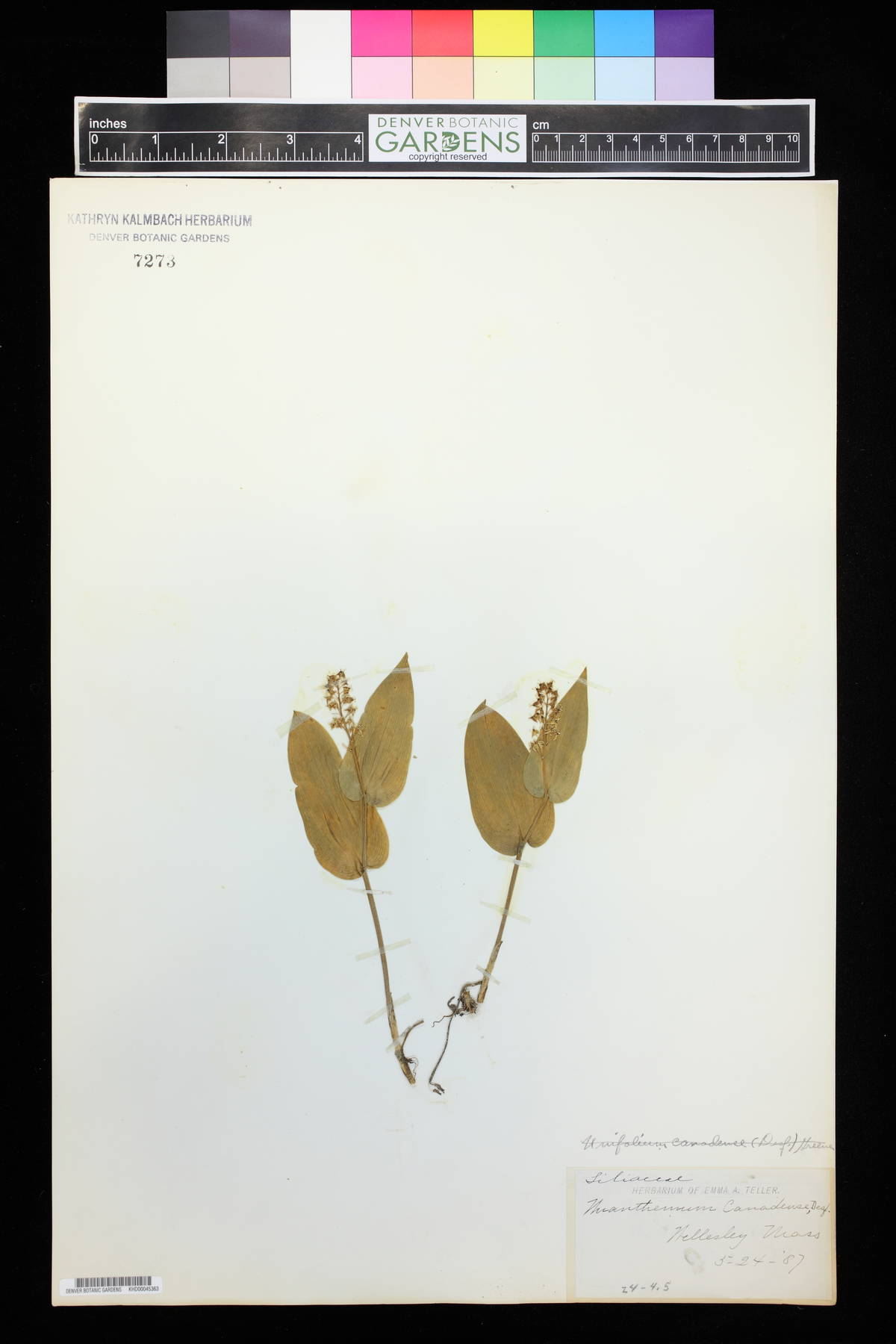Unifolium image
