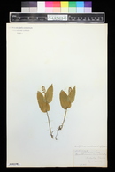 Unifolium liliaceum image