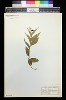 Maianthemum racemosum subsp. amplexicaule image