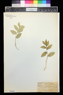 Maianthemum racemosum subsp. amplexicaule image