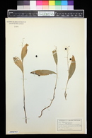 Vagnera trifolia image