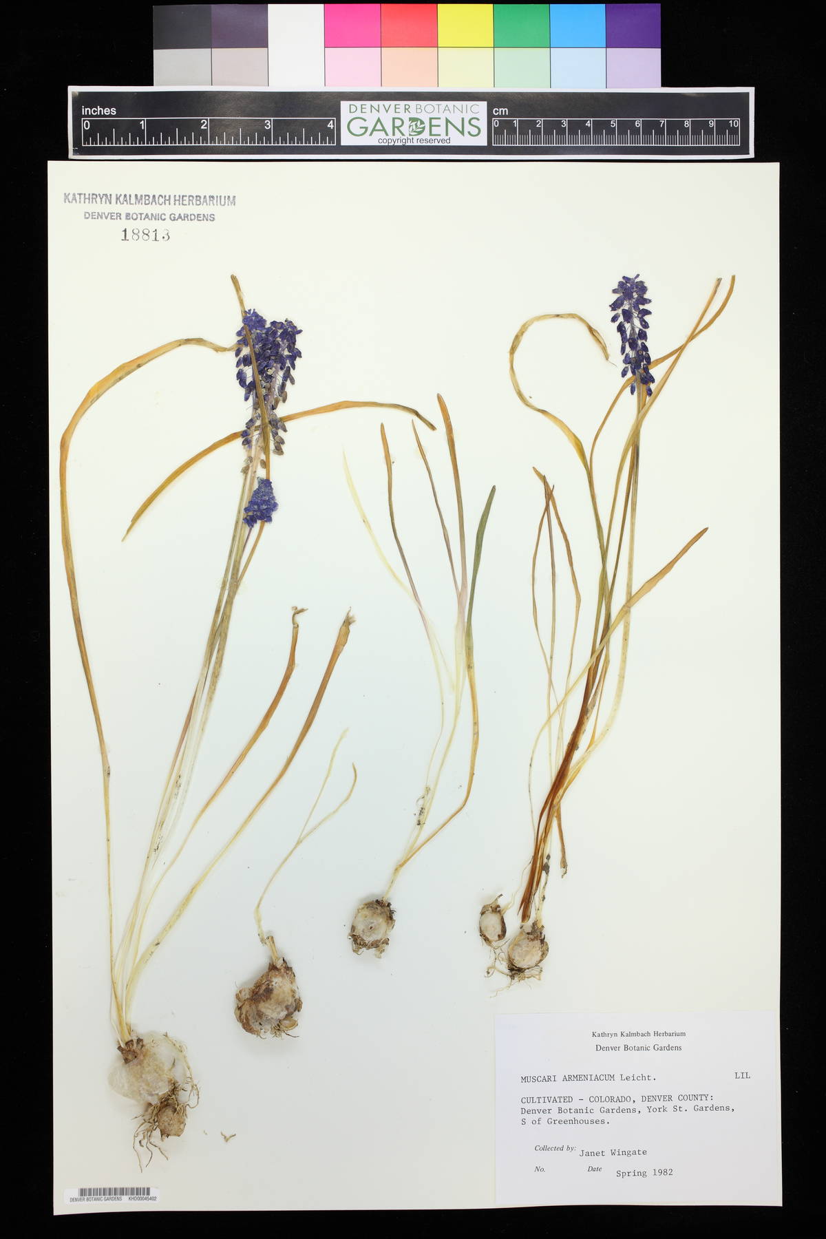 Muscari armeniacum image
