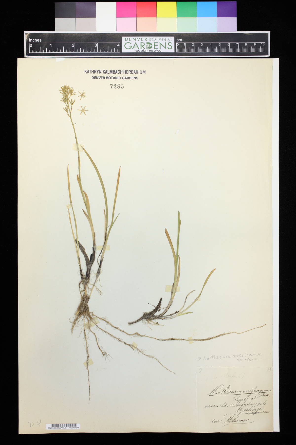 Narthecium ossifragum image
