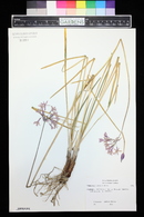 Tulbaghia violacea image